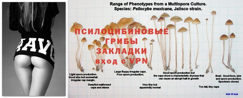 магазин  наркотиков  Нефтекамск  Псилоцибиновые грибы Psilocybine cubensis 